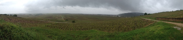 Burgundy Vines